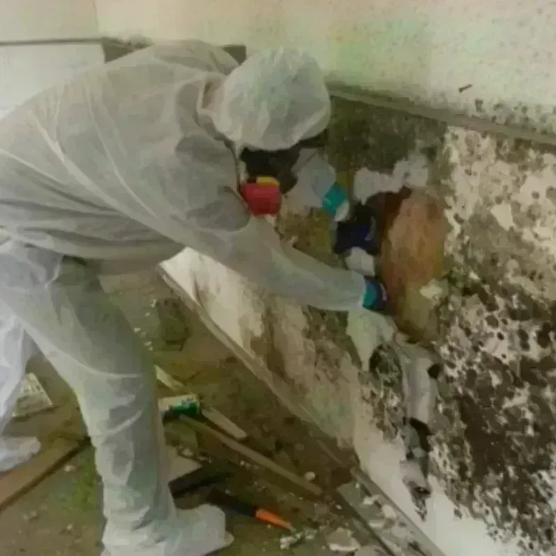 Mold Remediation and Removal in Washington, VT